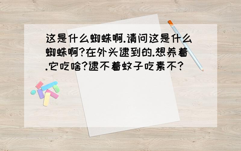 这是什么蜘蛛啊.请问这是什么蜘蛛啊?在外头逮到的.想养着.它吃啥?逮不着蚊子吃素不?