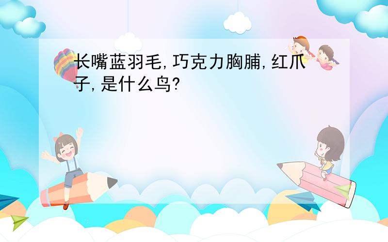 长嘴蓝羽毛,巧克力胸脯,红爪子,是什么鸟?