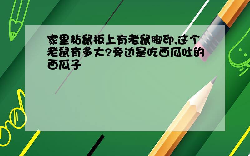 家里粘鼠板上有老鼠脚印,这个老鼠有多大?旁边是吃西瓜吐的西瓜子