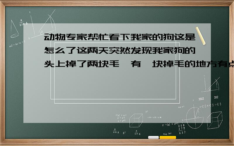 动物专家帮忙看下我家的狗这是怎么了这两天突然发现我家狗的头上掉了两块毛,有一块掉毛的地方有点血印,请专家帮我看下是怎么了,