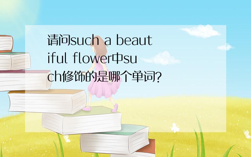 请问such a beautiful flower中such修饰的是哪个单词?