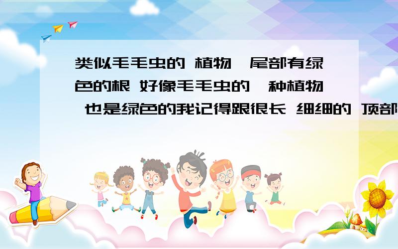 类似毛毛虫的 植物,尾部有绿色的根 好像毛毛虫的一种植物 也是绿色的我记得跟很长 细细的 顶部像毛毛虫