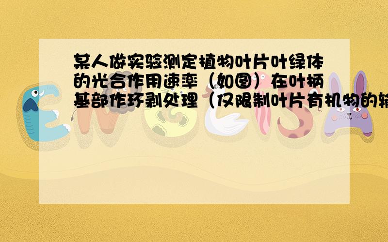 某人做实验测定植物叶片叶绿体的光合作用速率（如图）在叶柄基部作环剥处理（仅限制叶片有机物的输入和输出）,于不同时间分别在同一叶片上陆续取下面积为1cm2的叶圆片烘干后称其重