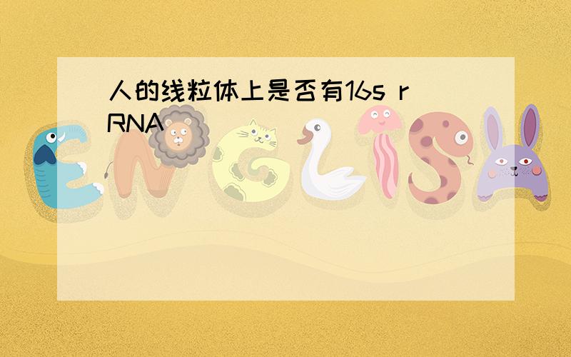 人的线粒体上是否有16s rRNA