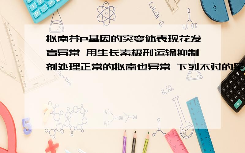 拟南芥P基因的突变体表现花发育异常 用生长素极刑运输抑制剂处理正常的拟南也异常 下列不对的是A生长素与花的发育有关 B 生长素极刑运输与花的发育有关 C P基因可能与生长素极刑运输