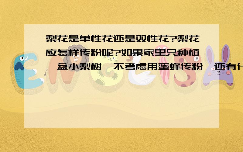 梨花是单性花还是双性花?梨花应怎样传粉呢?如果家里只种植一盆小梨树,不考虑用蜜蜂传粉,还有什么更好更实惠更合适的方法吗?可以套袋吗,如果可以套袋,有需要注意什么呢,