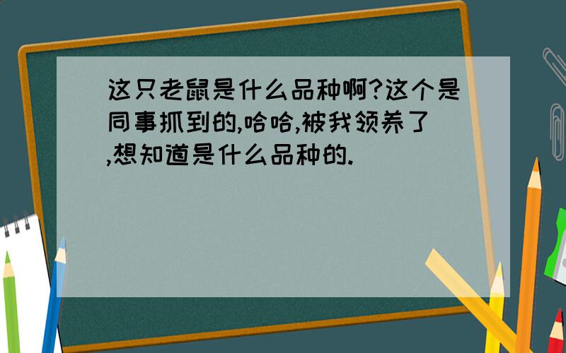 这只老鼠是什么品种啊?这个是同事抓到的,哈哈,被我领养了,想知道是什么品种的.