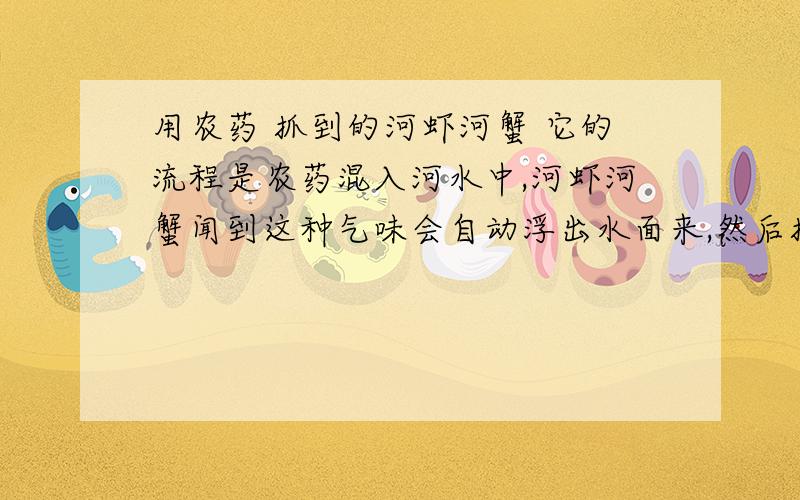 用农药 抓到的河虾河蟹 它的流程是农药混入河水中,河虾河蟹闻到这种气味会自动浮出水面来,然后抓住他们的,抓的时候包括吃之前都是活的