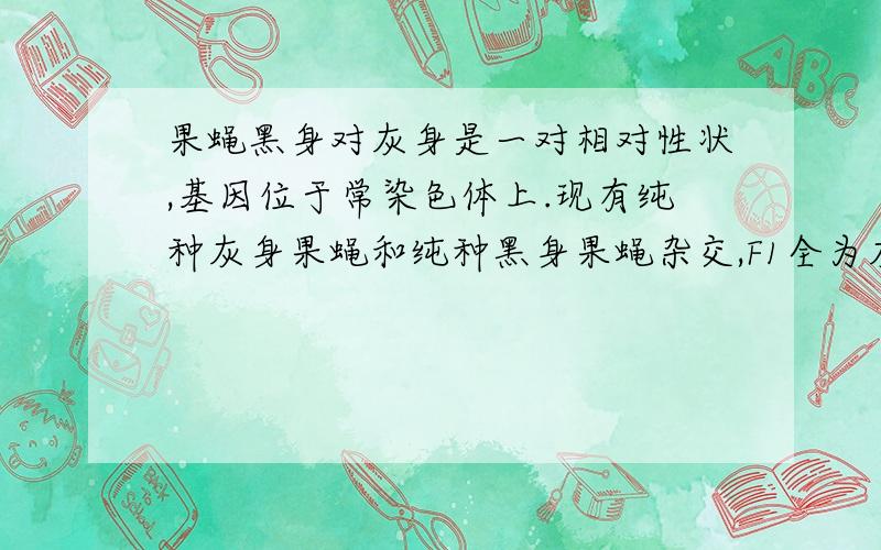 果蝇黑身对灰身是一对相对性状,基因位于常染色体上.现有纯种灰身果蝇和纯种黑身果蝇杂交,F1全为灰身.F1自由交配产生F2.将F2中的灰身果蝇取出,让其自由交配,后代中灰身果蝇与黑身果蝇的