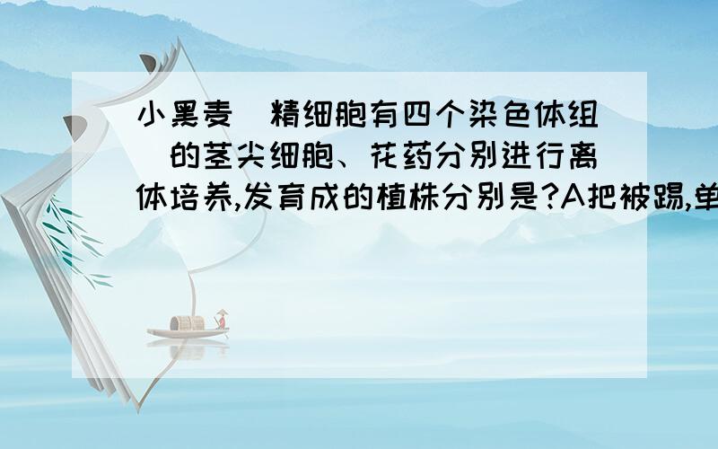 小黑麦（精细胞有四个染色体组）的茎尖细胞、花药分别进行离体培养,发育成的植株分别是?A把被踢,单倍体B八倍体.四倍体C四倍体.二倍体D四倍体.单倍体A八倍体。单倍体