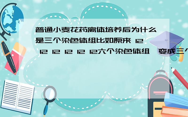 普通小麦花药离体培养后为什么是三个染色体组比如原来 12 12 12 12 12 12六个染色体组,变成三个后成啥样了