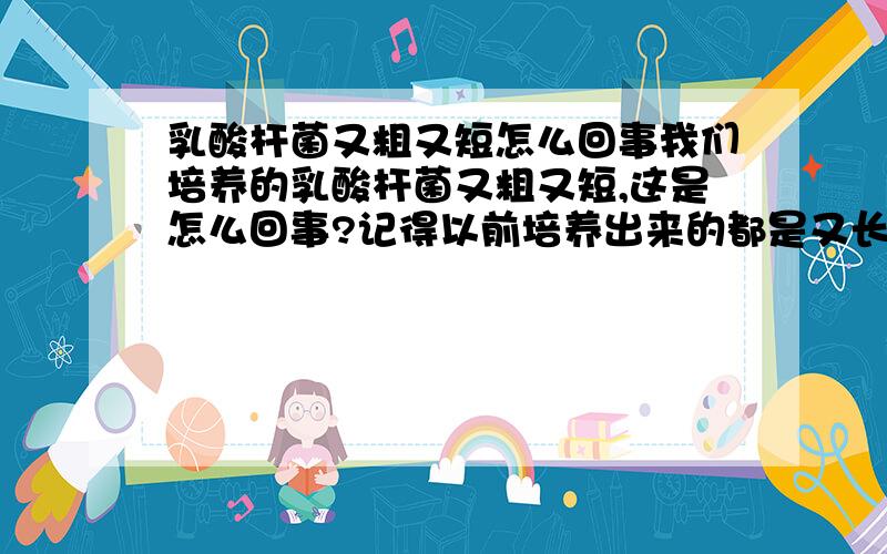 乳酸杆菌又粗又短怎么回事我们培养的乳酸杆菌又粗又短,这是怎么回事?记得以前培养出来的都是又长又细的，怎么现在成那德行了？