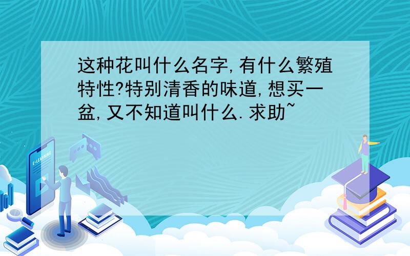 这种花叫什么名字,有什么繁殖特性?特别清香的味道,想买一盆,又不知道叫什么.求助~