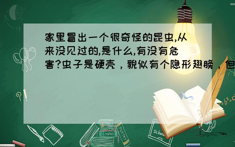 家里冒出一个很奇怪的昆虫,从来没见过的,是什么,有没有危害?虫子是硬壳，貌似有个隐形翅膀，但是没见它飞过。