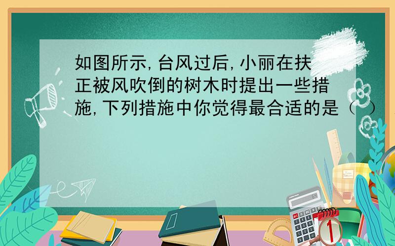 如图所示,台风过后,小丽在扶正被风吹倒的树木时提出一些措施,下列措施中你觉得最合适的是（ ） A．绳直接系在A点 B．绳直接系在B点C．在A点垫上橡皮,再系上绳 D．在B点垫上橡皮,再系上