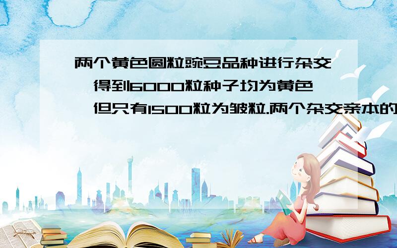 两个黄色圆粒豌豆品种进行杂交,得到6000粒种子均为黄色,但只有1500粒为皱粒.两个杂交亲本的基因组合可能为（ ）A.YYRR*YYRrB.YyRr*YyRrC.YyRR*YYRrD.YYRr*YyRr