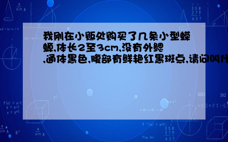 我刚在小贩处购买了几条小型蝾螈,体长2至3cm,没有外鳃,通体黑色,腹部有鲜艳红黑斑点,请问叫什么,习性是什么?