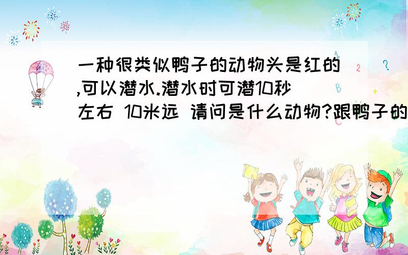 一种很类似鸭子的动物头是红的,可以潜水.潜水时可潜10秒左右 10米远 请问是什么动物?跟鸭子的外形差不多也在水里游