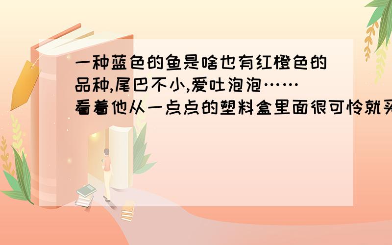 一种蓝色的鱼是啥也有红橙色的品种,尾巴不小,爱吐泡泡……看着他从一点点的塑料盒里面很可怜就买回家了,可是至今不知道叫啥……