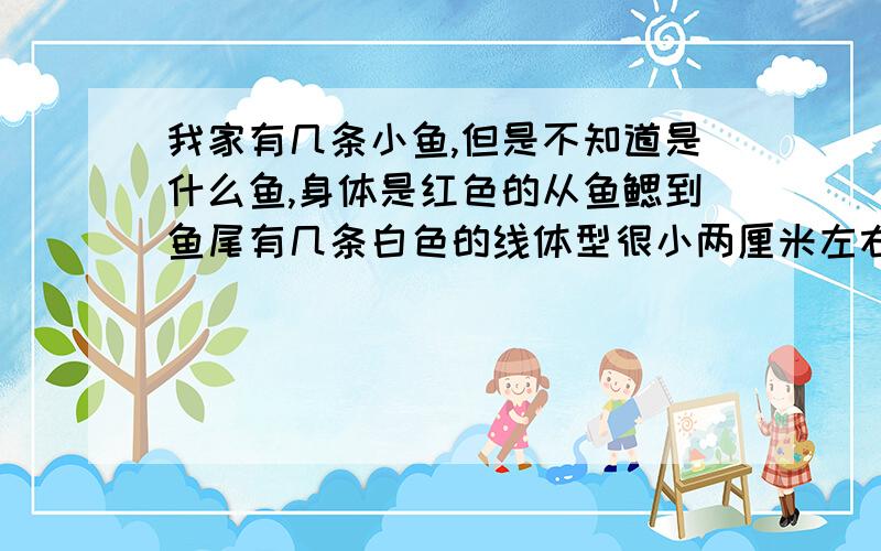 我家有几条小鱼,但是不知道是什么鱼,身体是红色的从鱼鳃到鱼尾有几条白色的线体型很小两厘米左右.谁知到这是什么鱼啊!