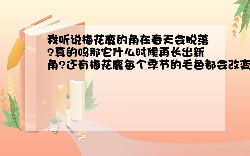 我听说梅花鹿的角在春天会脱落?真的吗那它什么时候再长出新角?还有梅花鹿每个季节的毛色都会改变,具体改变是什么样的?