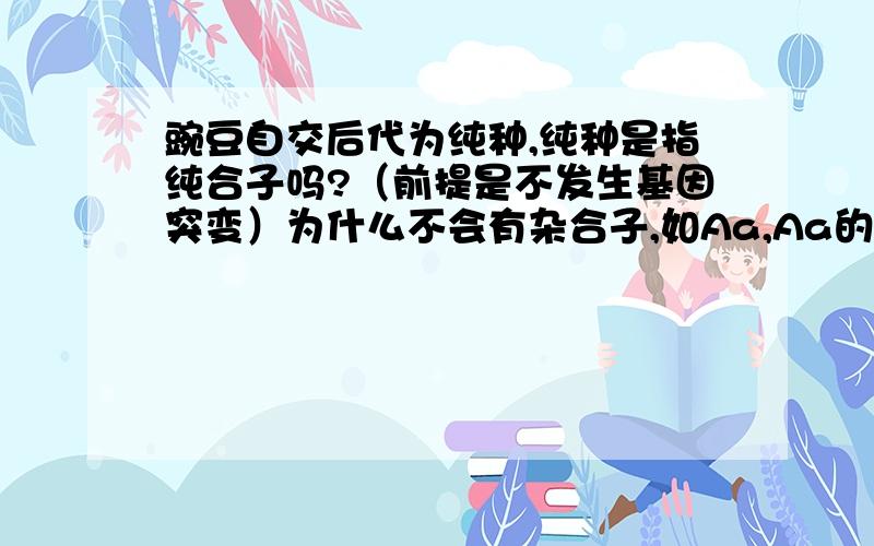 豌豆自交后代为纯种,纯种是指纯合子吗?（前提是不发生基因突变）为什么不会有杂合子,如Aa,Aa的自交.