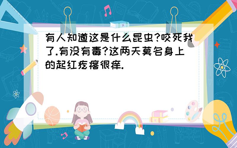 有人知道这是什么昆虫?咬死我了.有没有毒?这两天莫名身上的起红疙瘩很痒.