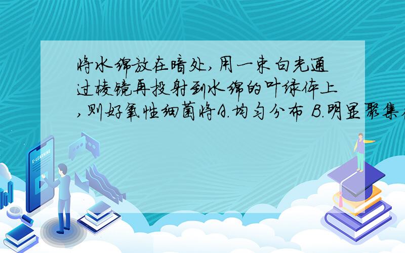 将水绵放在暗处,用一束白光通过棱镜再投射到水绵的叶绿体上,则好氧性细菌将A.均匀分布 B.明显聚集在绿光的投射区域内 C.明显聚集在红光和蓝紫光的投射区域内 D.明显聚集在黄光的投射区