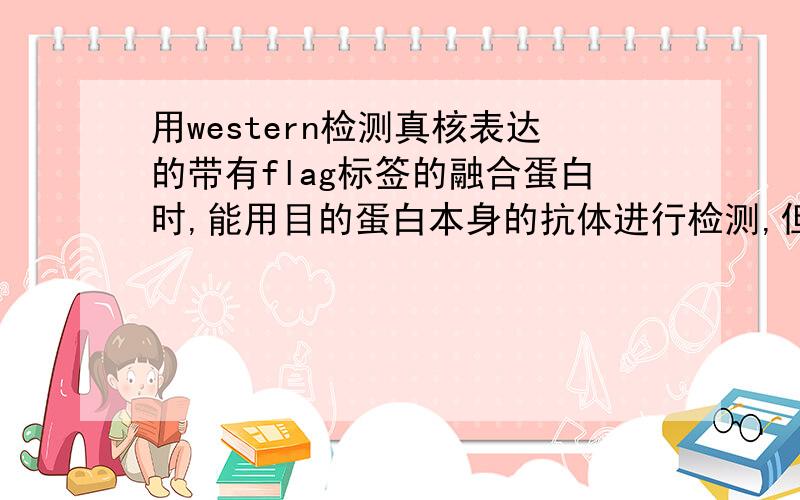 用western检测真核表达的带有flag标签的融合蛋白时,能用目的蛋白本身的抗体进行检测,但用flag抗体确无法在确保western条件没有问题的情况下，我在检测N端带有flag标签的融合蛋白时，用目的