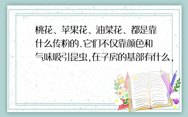 桃花、苹果花、油菜花、都是靠什么传粉的.它们不仅靠颜色和气味吸引昆虫,在子房的基部有什么,