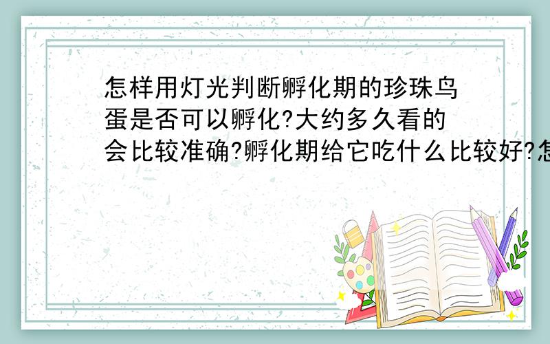 怎样用灯光判断孵化期的珍珠鸟蛋是否可以孵化?大约多久看的会比较准确?孵化期给它吃什么比较好?怎样制作``如果鸟经常离巢会不会影响孵化率?