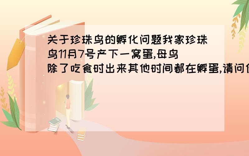 关于珍珠鸟的孵化问题我家珍珠鸟11月7号产下一窝蛋,母鸟除了吃食时出来其他时间都在孵蛋,请问但能孵出来吗?（我们这里白天大概17度,室内20度左右）