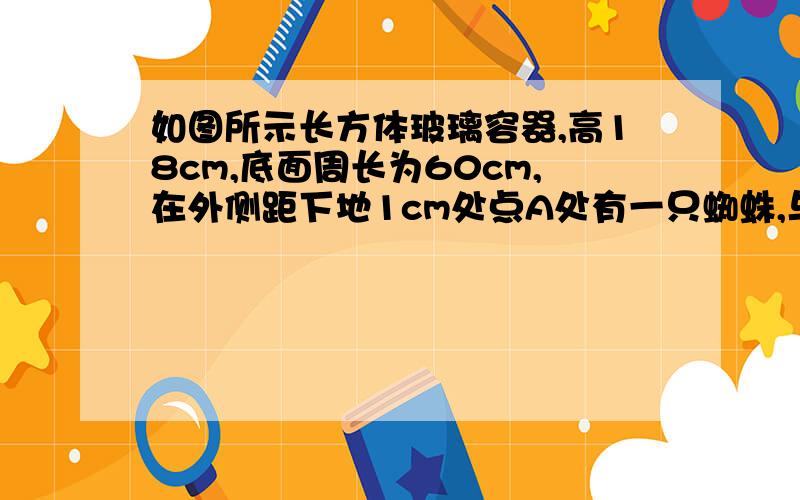 如图所示长方体玻璃容器,高18cm,底面周长为60cm,在外侧距下地1cm处点A处有一只蜘蛛,与蜘蛛相对的正方体容器的上口外侧距开口处1cm的点B处有一苍蝇,急于捕获苍蝇充饥的蜘蛛所走的最短路线