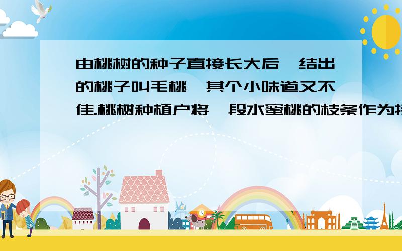 由桃树的种子直接长大后,结出的桃子叫毛桃,其个小味道又不佳.桃树种植户将一段水蜜桃的枝条作为接穗,嫁接到毛桃的砧木上,结果是（    ）A．接穗上既结水蜜桃又结毛桃              B．接穗