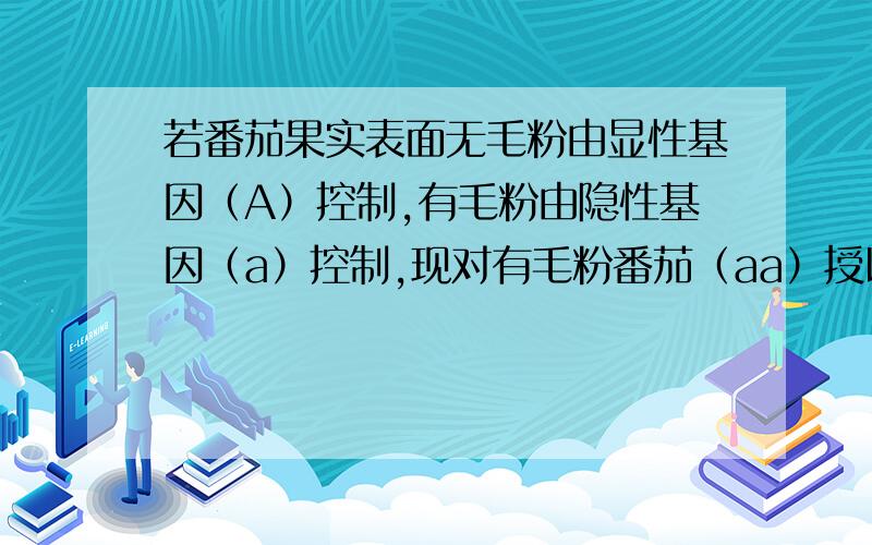 若番茄果实表面无毛粉由显性基因（A）控制,有毛粉由隐性基因（a）控制,现对有毛粉番茄（aa）授以无毛粉（Aa）番茄的花粉,该花发育成的果实应为果实表面_________.答案是有毛粉,