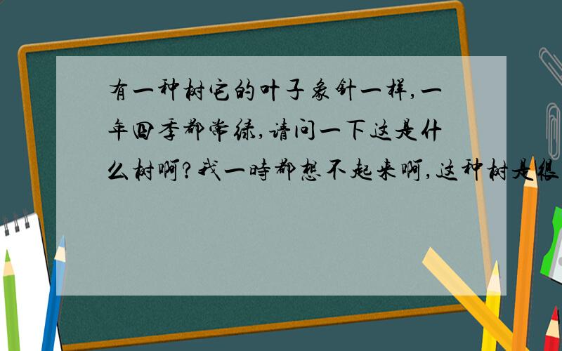 有一种树它的叶子象针一样,一年四季都常绿,请问一下这是什么树啊?我一时都想不起来啊,这种树是很高大的!