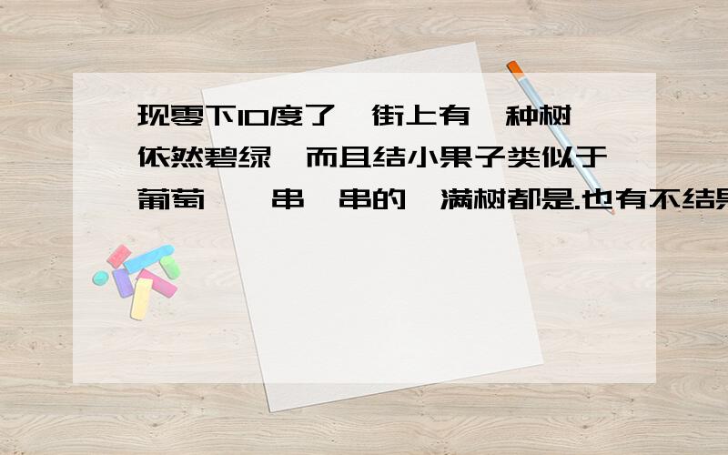 现零下10度了,街上有一种树依然碧绿,而且结小果子类似于葡萄,一串一串的,满树都是.也有不结果的.