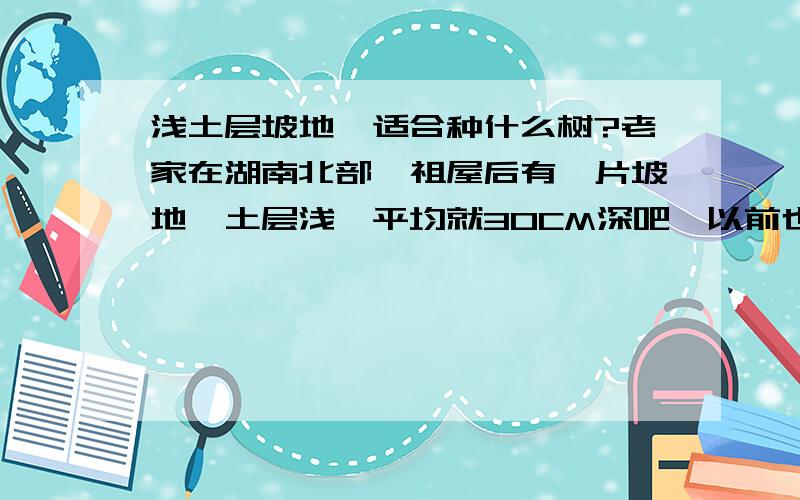 浅土层坡地,适合种什么树?老家在湖南北部,祖屋后有一片坡地,土层浅,平均就30CM深吧,以前也有种过树,树坑被挖的深一些,在90年代前种的是椿树刺槐这一类,后被全部砍代掉,种上了桔子树,可