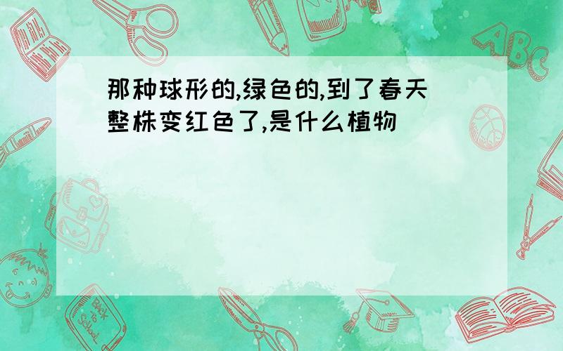 那种球形的,绿色的,到了春天整株变红色了,是什么植物