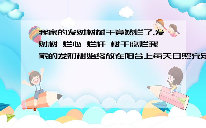 我家的发财树树干竟然烂了.发财树 烂心 烂杆 树干腐烂我家的发财树始终放在阳台上每天日照充足,室内温度大概25-30℃,每10天浇水一次.回家以后一直生长很好,春节过后有叶子枯黄和脱落的