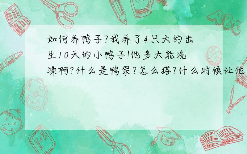 如何养鸭子?我养了4只大约出生10天的小鸭子!他多大能洗澡啊?什么是鸭架?怎么搭?什么时候让他上架啊?他是母鸭,3个月后能生蛋,但他下哪啊?他长大吃什么?全回答才给分哦.