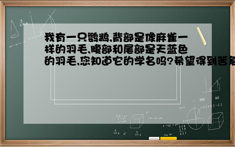 我有一只鹦鹉,背部是像麻雀一样的羽毛,腹部和尾部是天蓝色的羽毛,您知道它的学名吗?希望得到答复,