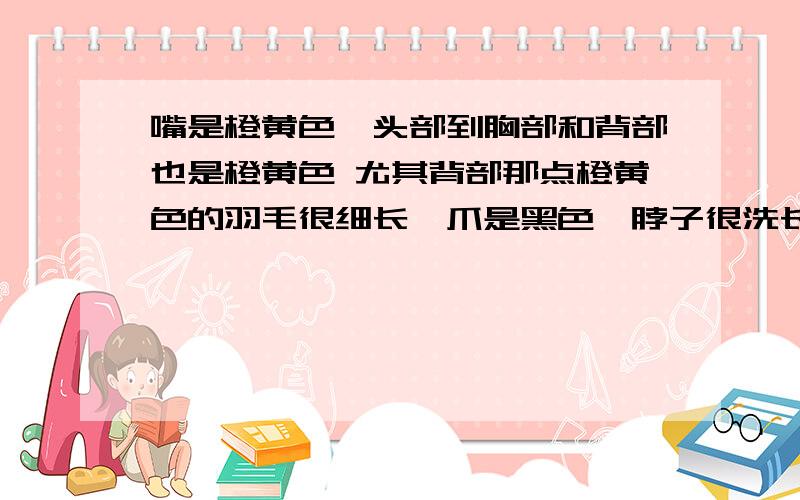 嘴是橙黄色,头部到胸部和背部也是橙黄色 尤其背部那点橙黄色的羽毛很细长,爪是黑色,脖子很洗长是什么鸟我在马路上和朋友说话的时候,那时已经是傍晚8点多了,就看到一个鸟在马上上空飞