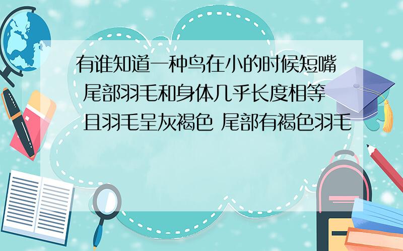 有谁知道一种鸟在小的时候短嘴 尾部羽毛和身体几乎长度相等 且羽毛呈灰褐色 尾部有褐色羽毛