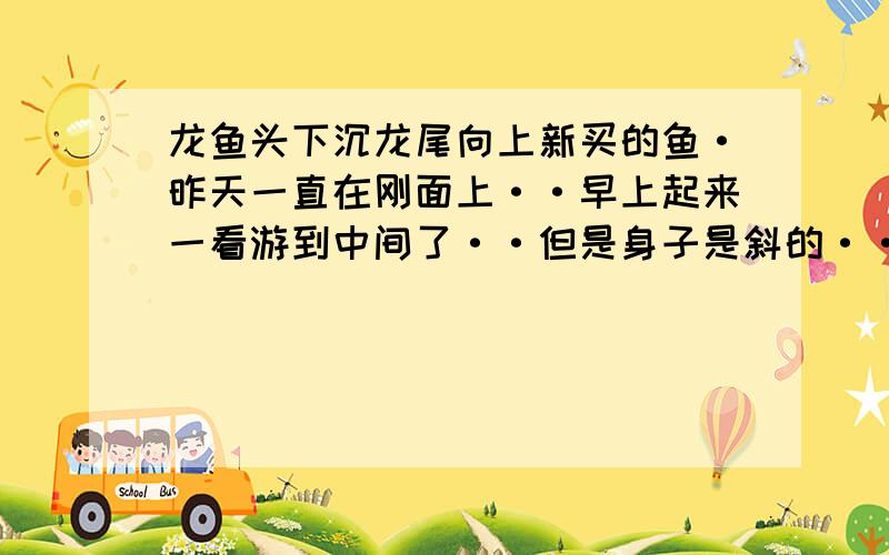 龙鱼头下沉龙尾向上新买的鱼·昨天一直在刚面上··早上起来一看游到中间了··但是身子是斜的··头向下尾巴向上··这是什么问题呢··怎么纠正过来!