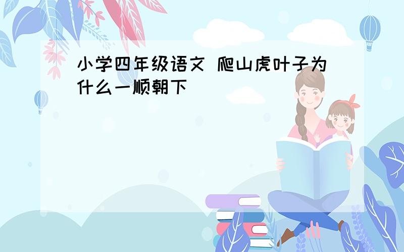 小学四年级语文 爬山虎叶子为什么一顺朝下