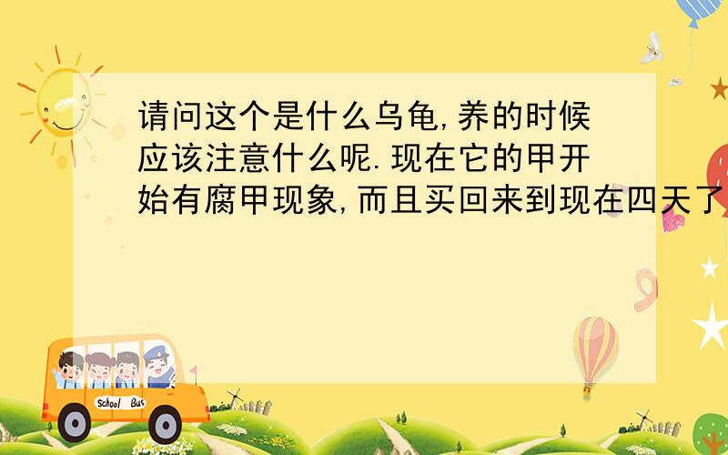 请问这个是什么乌龟,养的时候应该注意什么呢.现在它的甲开始有腐甲现象,而且买回来到现在四天了还没有吃东西,