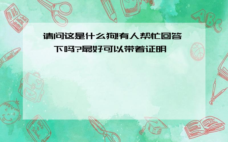 请问这是什么狗!有人帮忙回答一下吗?最好可以带着证明