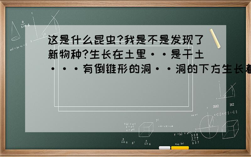 这是什么昆虫?我是不是发现了新物种?生长在土里··是干土···有倒锥形的洞··洞的下方生长着这种昆虫···在洞里放进去一个小蚂蚁···蚂蚁从锥形的下部往上爬···造成洞里的土有震动