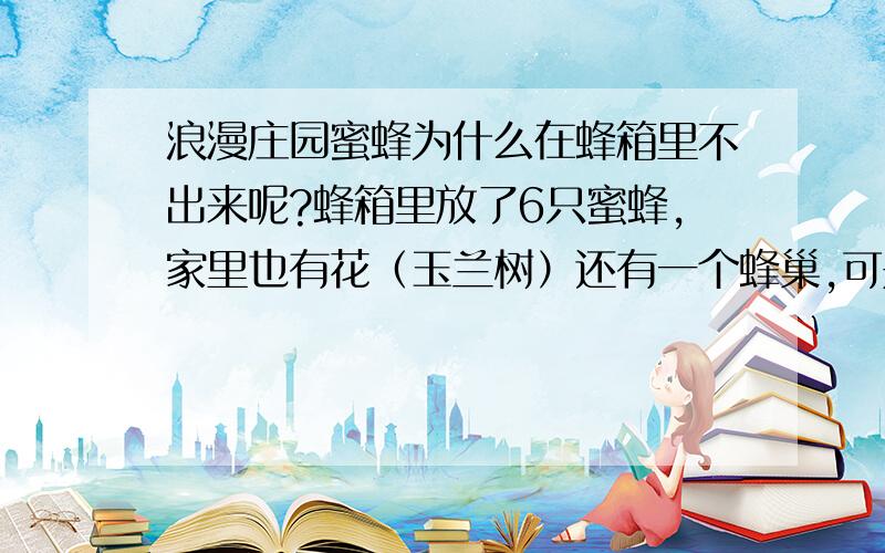 浪漫庄园蜜蜂为什么在蜂箱里不出来呢?蜂箱里放了6只蜜蜂,家里也有花（玉兰树）还有一个蜂巢,可是蜜蜂不出来.为什么呢?